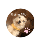 マルチーズ16歳✨ハイシニア蓮のスタンプ②（個別スタンプ：1）