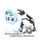 世界の全18種オールペンギン図鑑（個別スタンプ：5）