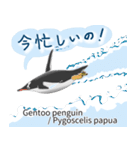 世界の全18種オールペンギン図鑑（個別スタンプ：10）