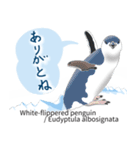 世界の全18種オールペンギン図鑑（個別スタンプ：20）