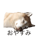 ハスキー犬のあんず君（個別スタンプ：1）