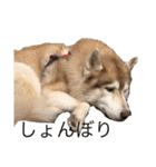 ハスキー犬のあんず君（個別スタンプ：2）