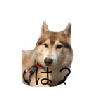 ハスキー犬のあんず君（個別スタンプ：3）