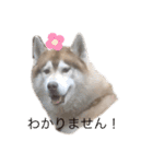 ハスキー犬のあんず君（個別スタンプ：4）