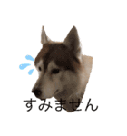 ハスキー犬のあんず君（個別スタンプ：5）