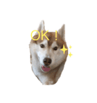 ハスキー犬のあんず君（個別スタンプ：6）