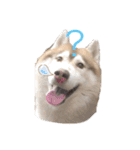 ハスキー犬のあんず君（個別スタンプ：7）
