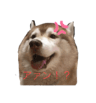 ハスキー犬のあんず君（個別スタンプ：8）