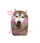 ハスキー犬のあんず君（個別スタンプ：9）