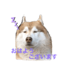 ハスキー犬のあんず君（個別スタンプ：10）