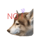 ハスキー犬のあんず君（個別スタンプ：11）