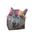 ハスキー犬のあんず君（個別スタンプ：12）