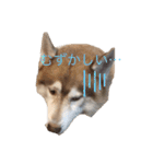 ハスキー犬のあんず君（個別スタンプ：13）