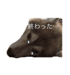 ハスキー犬のあんず君（個別スタンプ：14）