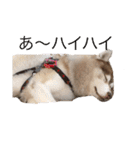ハスキー犬のあんず君（個別スタンプ：15）