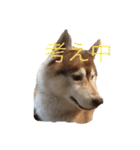 ハスキー犬のあんず君（個別スタンプ：16）