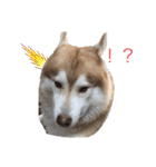 ハスキー犬のあんず君（個別スタンプ：17）