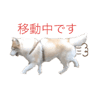 ハスキー犬のあんず君（個別スタンプ：18）