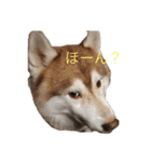 ハスキー犬のあんず君（個別スタンプ：20）
