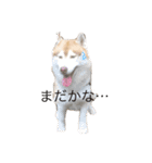 ハスキー犬のあんず君（個別スタンプ：22）
