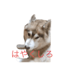 ハスキー犬のあんず君（個別スタンプ：23）