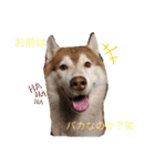 ハスキー犬のあんず君（個別スタンプ：24）