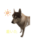 ハスキー犬のあんず君（個別スタンプ：25）