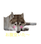 ハスキー犬のあんず君（個別スタンプ：26）