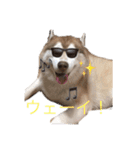 ハスキー犬のあんず君（個別スタンプ：27）