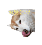 ハスキー犬のあんず君（個別スタンプ：28）