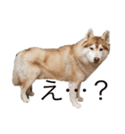 ハスキー犬のあんず君（個別スタンプ：29）