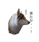 ハスキー犬のあんず君（個別スタンプ：30）