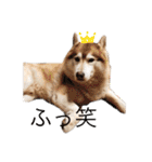 ハスキー犬のあんず君（個別スタンプ：31）
