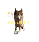 ハスキー犬のあんず君（個別スタンプ：32）