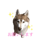 ハスキー犬のあんず君（個別スタンプ：33）