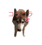 ハスキー犬のあんず君（個別スタンプ：34）