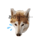 ハスキー犬のあんず君（個別スタンプ：35）