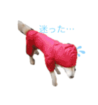ハスキー犬のあんず君（個別スタンプ：36）