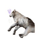 ハスキー犬のあんず君（個別スタンプ：37）
