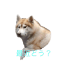 ハスキー犬のあんず君（個別スタンプ：38）