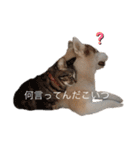ハスキー犬のあんず君（個別スタンプ：39）