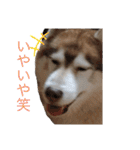 ハスキー犬のあんず君（個別スタンプ：40）