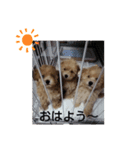 三兄弟トイプー（個別スタンプ：2）
