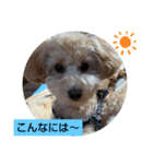 三兄弟トイプー（個別スタンプ：3）