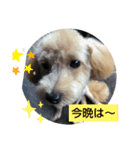 三兄弟トイプー（個別スタンプ：5）