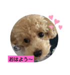 三兄弟トイプー（個別スタンプ：6）