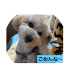 三兄弟トイプー（個別スタンプ：7）