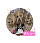 三兄弟トイプー（個別スタンプ：8）