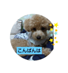 ご挨拶トイプー（個別スタンプ：1）