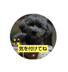 ご挨拶トイプー（個別スタンプ：2）